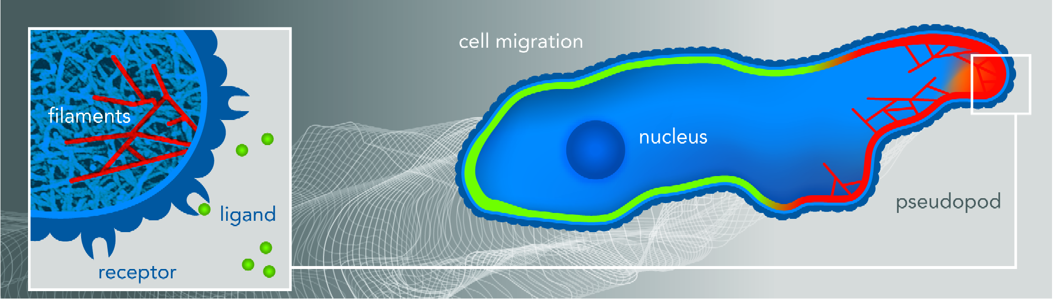 chemotaxis movement